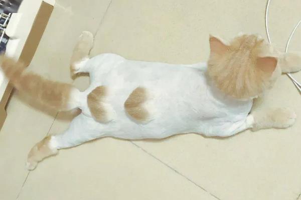 给猫咪剃毛后要注意什么，让它生活在干净整洁的地方以防感染病菌