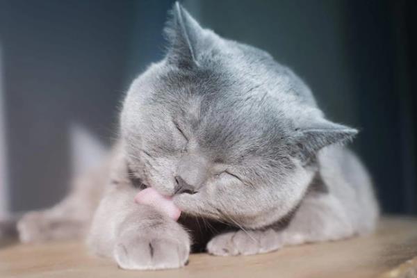 给猫咪剃毛后要注意什么，让它生活在干净整洁的地方以防感染病菌