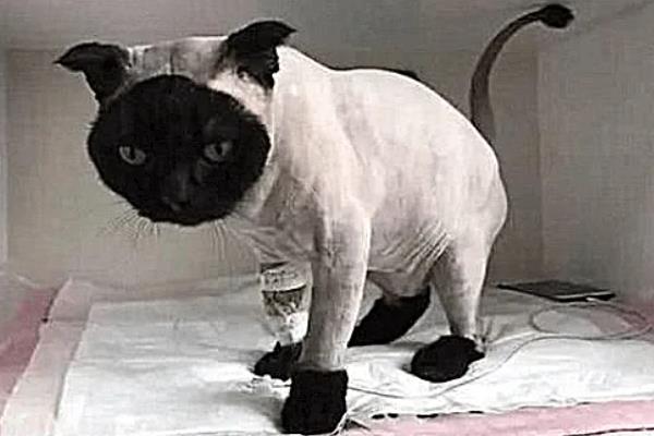 给猫咪剃毛后要注意什么，让它生活在干净整洁的地方以防感染病菌