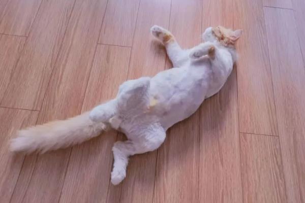 给猫咪剃毛后要注意什么，让它生活在干净整洁的地方以防感染病菌