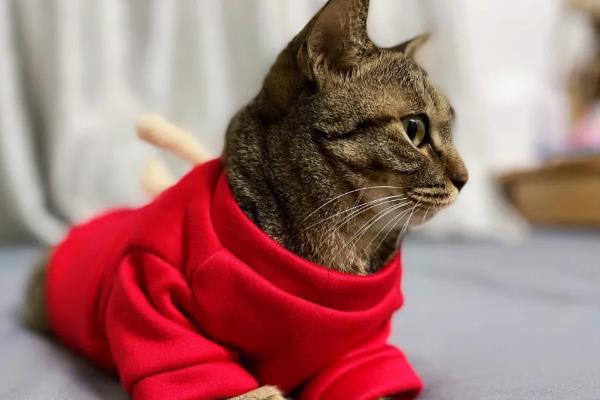 给猫咪剃毛后要注意什么，让它生活在干净整洁的地方以防感染病菌