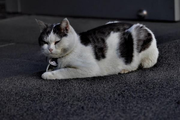 给猫咪剃毛后要注意什么，让它生活在干净整洁的地方以防感染病菌