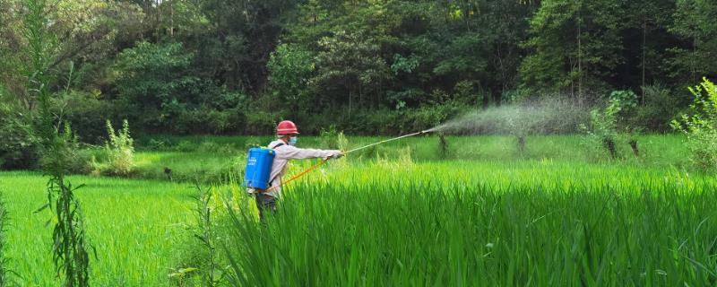 水稻破口期怎么用药，施药时可加入适量的磷酸二氢钾