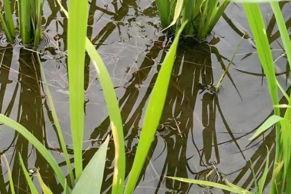 水稻破口期怎么用药，施药时可加入适量的磷酸二氢钾