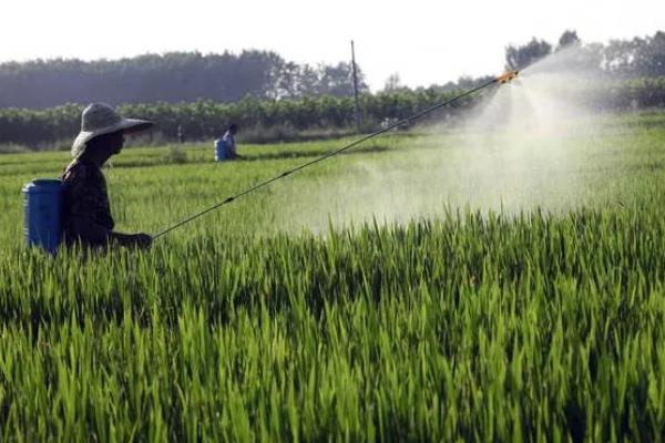 水稻破口期怎么用药，施药时可加入适量的磷酸二氢钾