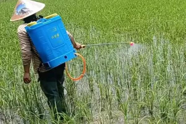 水稻破口期怎么用药，施药时可加入适量的磷酸二氢钾