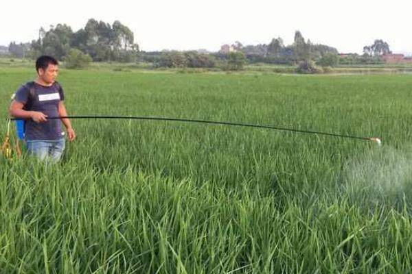 水稻破口期怎么用药，施药时可加入适量的磷酸二氢钾