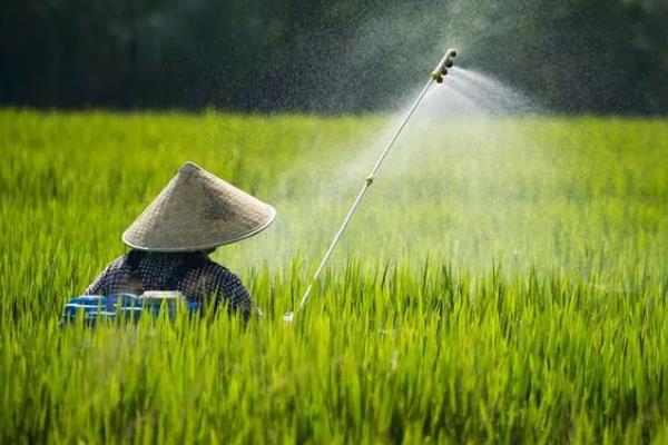 水稻破口期怎么用药，施药时可加入适量的磷酸二氢钾