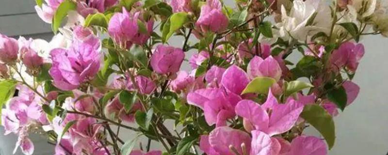 三角梅不开花的处理方法，要进行充足光照