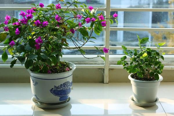 三角梅不开花的处理方法,要进行充足光照