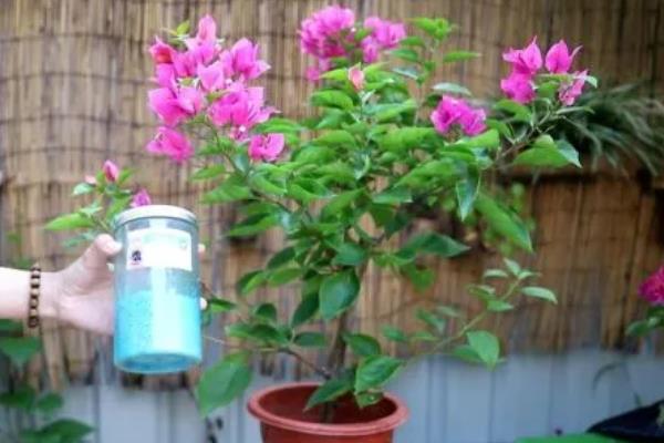 三角梅不开花的处理方法,要进行充足光照