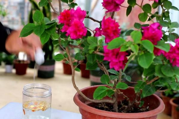 三角梅不开花的处理方法,要进行充足光照