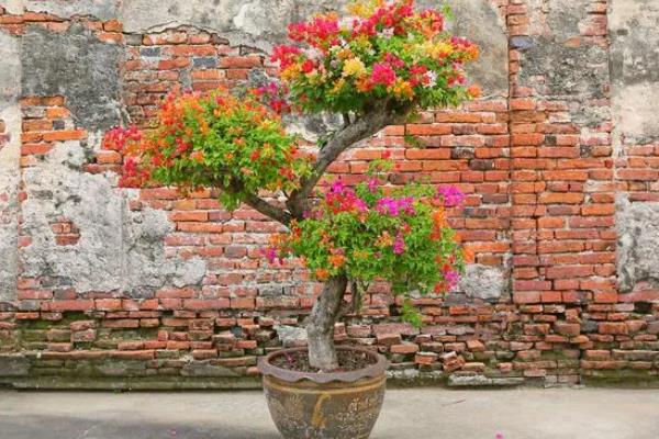 三角梅不开花的处理方法,要进行充足光照