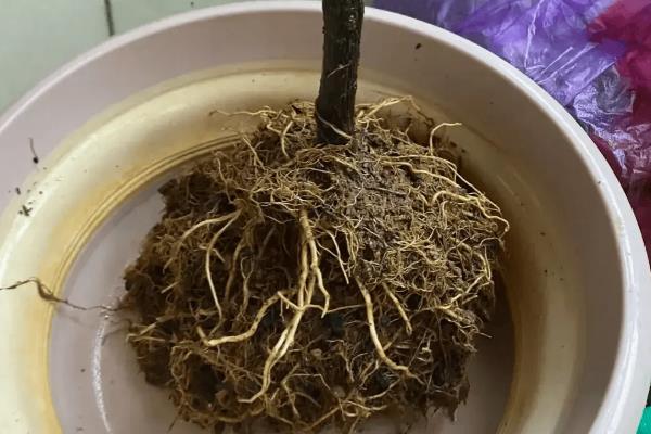 三角梅不开花的处理方法,要进行充足光照