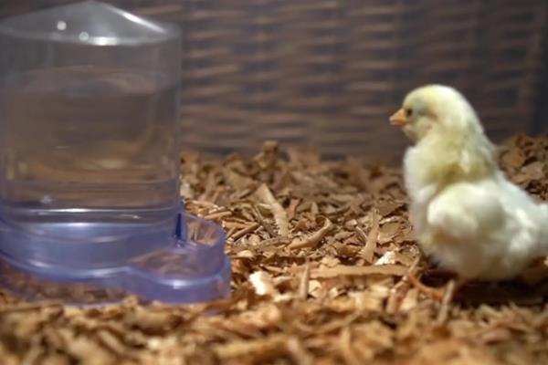 小鸡孵化期间的注意事项，温度最高不能超过42℃、最低不能低于36℃