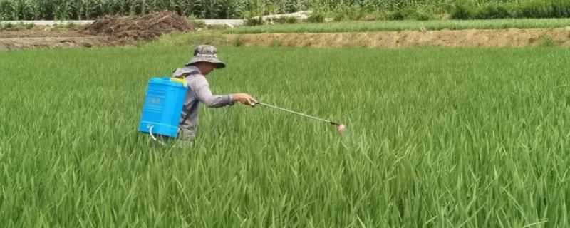 水稻打几次药，需要打3次药