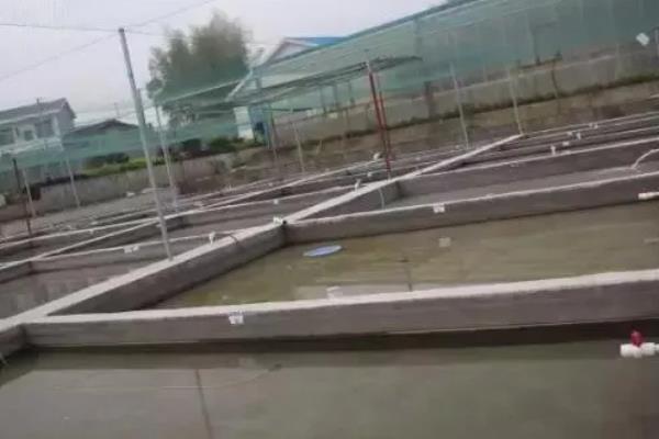 加州鲈鱼如何繁育苗种，对亲鱼注射催产激素能起到繁殖效果