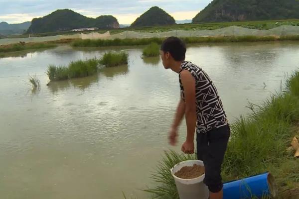 加州鲈鱼如何繁育苗种，对亲鱼注射催产激素能起到繁殖效果