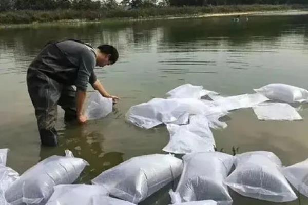 加州鲈鱼如何繁育苗种，对亲鱼注射催产激素能起到繁殖效果
