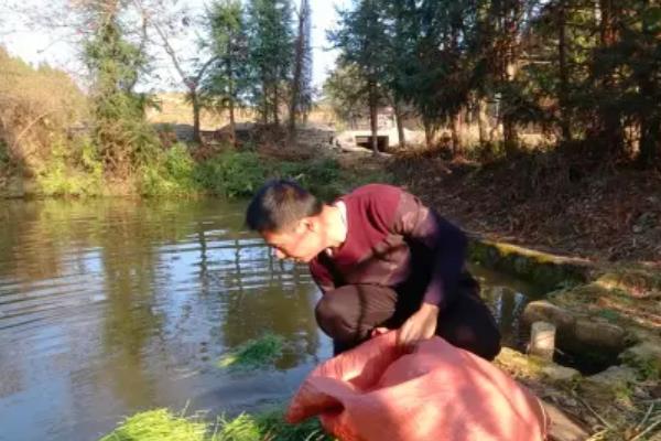 加州鲈鱼如何繁育苗种，对亲鱼注射催产激素能起到繁殖效果