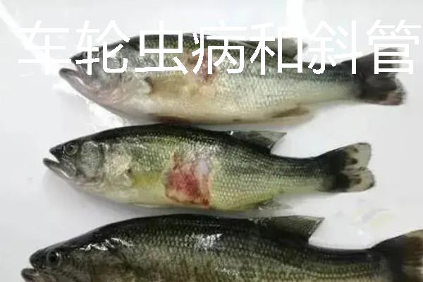加州鲈鱼如何繁育苗种，对亲鱼注射催产激素能起到繁殖效果
