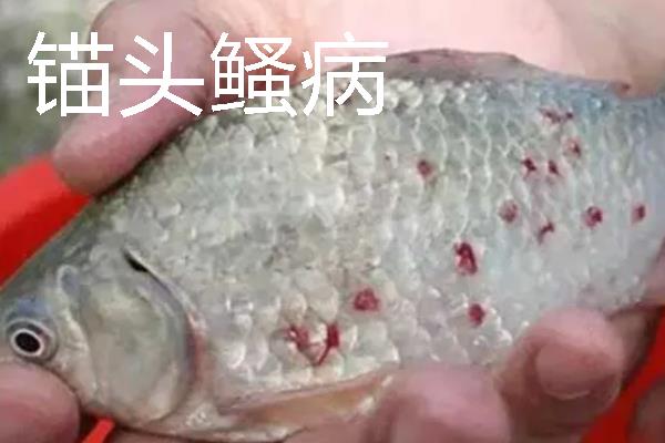 加州鲈鱼如何繁育苗种，对亲鱼注射催产激素能起到繁殖效果