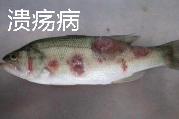 加州鲈鱼如何繁育苗种，对亲鱼注射催产激素能起到繁殖效果