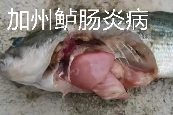 加州鲈鱼如何繁育苗种，对亲鱼注射催产激素能起到繁殖效果