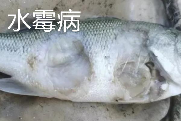 加州鲈鱼如何繁育苗种，对亲鱼注射催产激素能起到繁殖效果