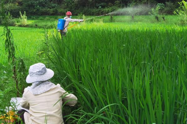 水稻打几次药，需要打3次药