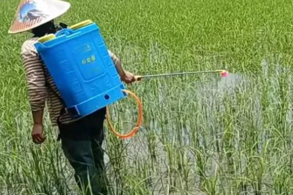 水稻打几次药，需要打3次药