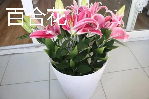 高考家里适合摆什么花，推荐向日葵、百合花等