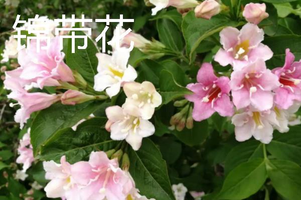 高考家里适合摆什么花，推荐向日葵、百合花等