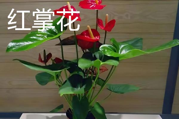高考家里适合摆什么花，推荐向日葵、百合花等
