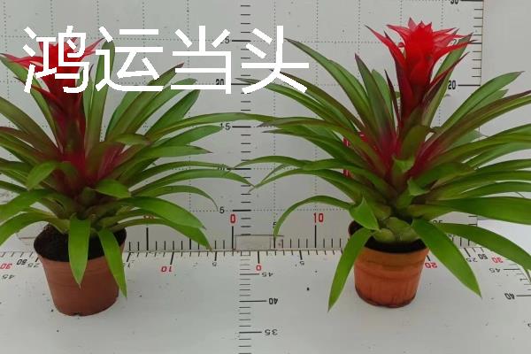 高考家里适合摆什么花，推荐向日葵、百合花等