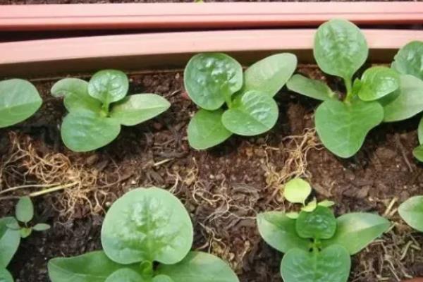 大叶木耳菜的种植方法，喜欢在温暖的条件下生长