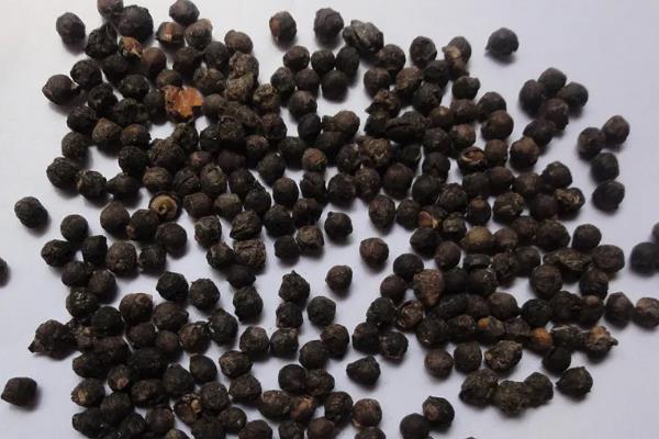 大叶木耳菜的种植方法，喜欢在温暖的条件下生长