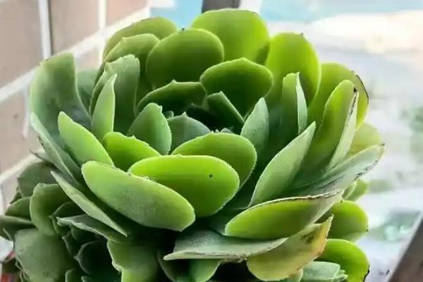 绿羊绒法师的养殖方法，需控制好浇水量