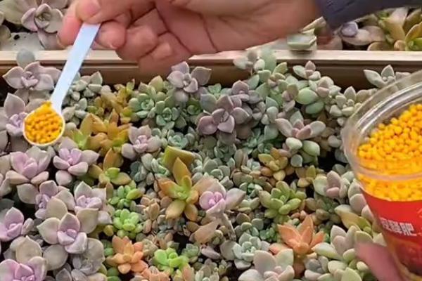 绿羊绒法师的养殖方法，需控制好浇水量