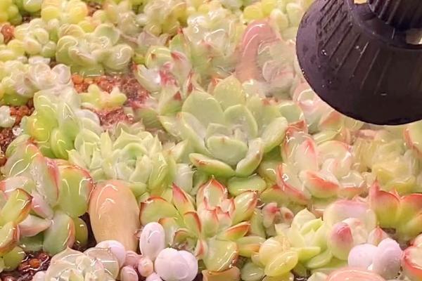 绿羊绒法师的养殖方法，需控制好浇水量