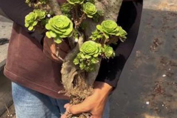 绿羊绒法师的养殖方法，需控制好浇水量