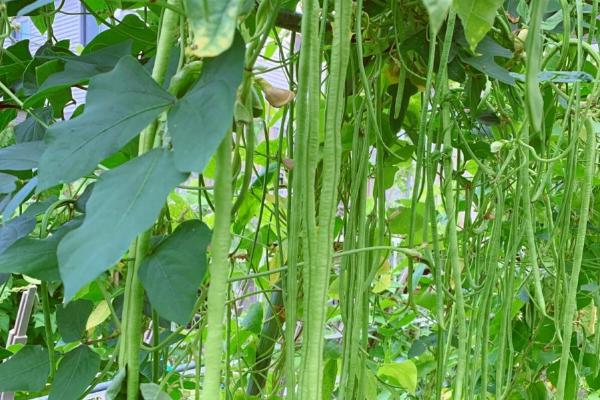 豇豆的无公害种植技术，棚室播种前用55℃水烫种