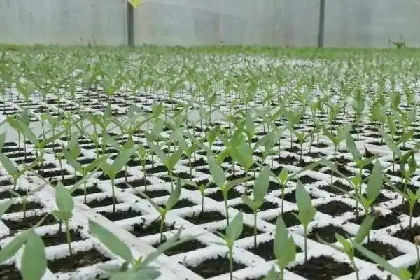 豇豆的无公害种植技术，棚室播种前用55℃水烫种