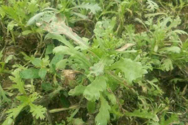 茼蒿种子播种前要不要泡，茼蒿种子播种前要泡