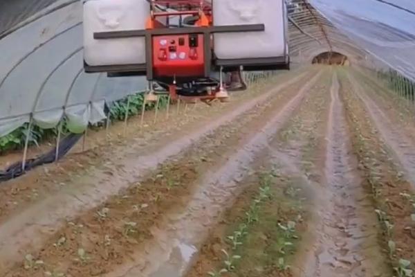 豇豆的无公害种植技术，棚室播种前用55℃水烫种