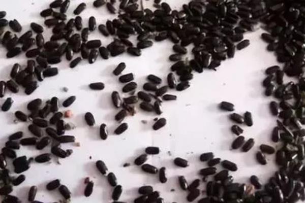 茼蒿种子播种前要不要泡，茼蒿种子播种前要泡