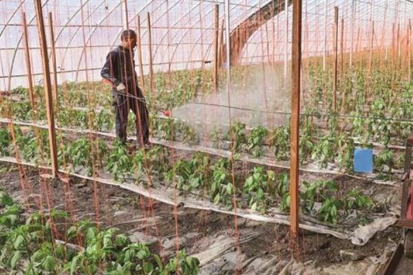 豇豆的无公害种植技术，棚室播种前用55℃水烫种