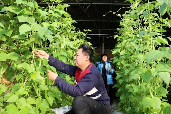 豇豆的无公害种植技术，棚室播种前用55℃水烫种