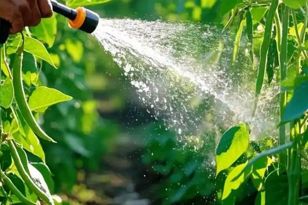 豇豆的无公害种植技术，棚室播种前用55℃水烫种