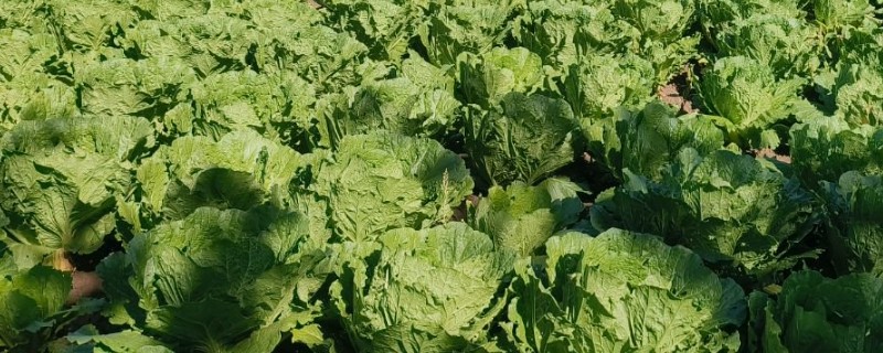 秋季如何防治白菜地蛆，种植前用辛硫磷颗粒与化肥混施入土中